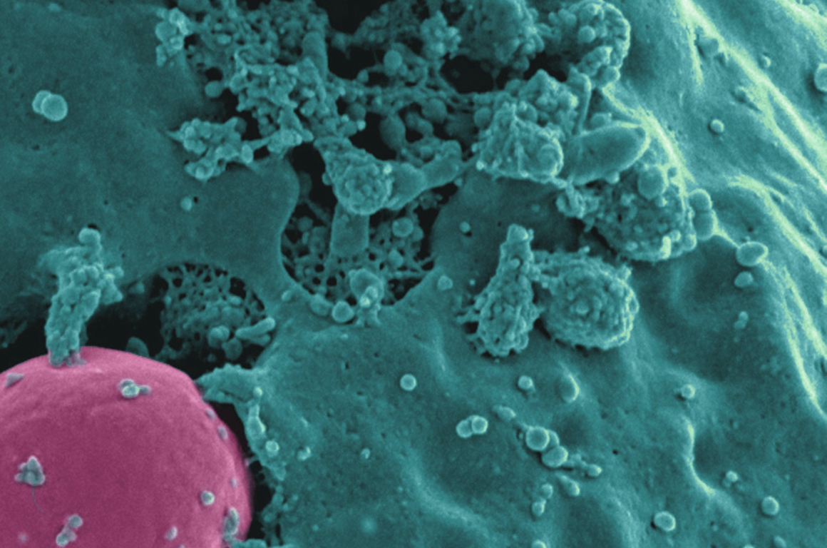 The COVID-19 Pandemic: Four Recommendations as You Prepare for the Rest ...